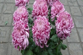 盆栽菊花花期如何養(yǎng)護(hù)，每天都要接受散射光