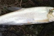 河里釣翹嘴魚用什么打窩最好，建議用嫩玉米粒、酒糟、豆粕等