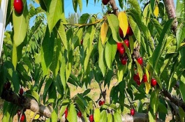 櫻桃樹新芽尖干枯如何處理，根據(jù)發(fā)生原因采取對應措施