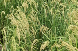 五優(yōu)308水稻栽培技術(shù)要點，大田每畝用種量1~5千克