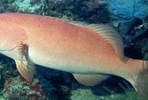 石斑魚的種類，種類繁多分布在不同地區(qū)