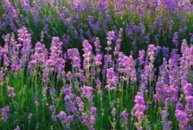 薰衣草如何種植才好，花期通常為6月到8月