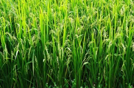 金優(yōu)844水稻栽培技術(shù)要點(diǎn)，高感6月20-25播種