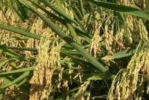 鎮(zhèn)稻36號水稻栽培技術(shù)要點，每畝有效穗23.3萬
