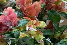 蝦衣花的繁殖方法，可扦插、播種或壓條繁殖