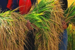 H600玉米栽培技術(shù)要點，一般應(yīng)防治3次