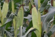 沃玉835玉米栽培技術(shù)要點(diǎn)，適宜密度為5000株/畝左右