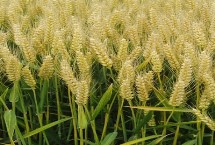 秋樂6號小麥栽培技術(shù)要點，中抗條銹病