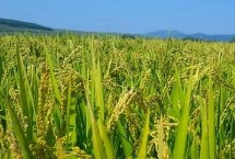 內(nèi)6優(yōu)2348水稻栽培技術(shù)要點，每畝有效穗數(shù)15萬穗