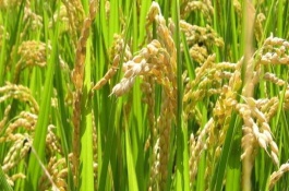 荃優(yōu)W8水稻栽培技術(shù)要點(diǎn)，適宜播種期為4月底～5月中旬