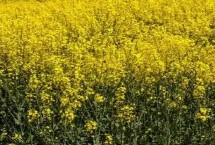 油菜農(nóng)歷什么時(shí)候播種，四月份或九月份播種