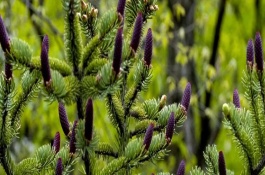 裸子植物種子的形成過(guò)程，完成授粉后就能生長(zhǎng)出種子