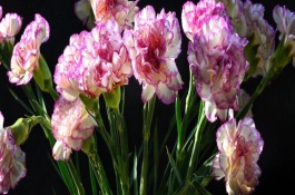 紫色康乃馨的花語(yǔ)，代表永恒、質(zhì)樸、健康、母親的愛(ài)