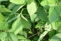 蘇新6號(hào)大豆栽培技術(shù)要點(diǎn)，每畝定植1.6萬株左右