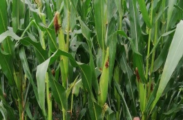 圣金玉1號玉米栽培技術(shù)要點(diǎn)，高抗莖腐病