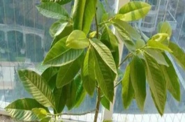 白蘭花葉子下垂沒精神的原因，可能是光照不足或土壤變質(zhì)等