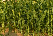 江玉668玉米栽培技術(shù)要點，一般6月中下旬播種