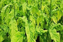 煙草花葉病的危害癥狀，葉脈兩側(cè)葉肉組織會(huì)漸呈淡綠色