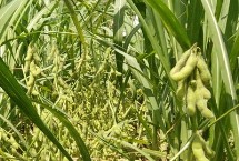許豆1121大豆栽培技術要點，生育期平均105天