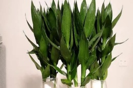 觀音竹發(fā)黃怎么補救，首先需根據(jù)花瓶的高度將瓶口下的葉子全部剪掉