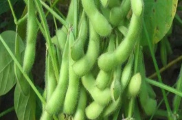 莆豆5號大豆栽培技術(shù)要點，氣溫穩(wěn)定通過12℃后搶晴播種