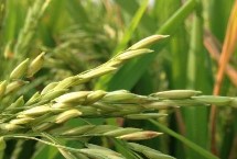 麓山絲苗水稻栽培技術(shù)要點，全生育期116.0天