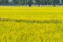 秀水占水稻栽培技術(shù)要點(diǎn)，全生育期113.9天