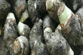 廣芋的生長環(huán)境，放在冰箱中可以保存8-10天左右