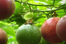 百香果的品種，1-2年時間才能掛果