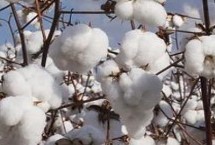 魯雜216棉花栽培技術(shù)要點，二代棉鈴蟲一般年份不需防治