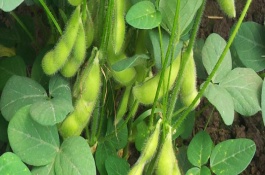 邯豆9號大豆栽培技術(shù)要點，適宜播期6月上中旬后