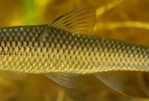 麥穗魚(yú)怎么繁殖，部分品種已被列入保護(hù)名錄