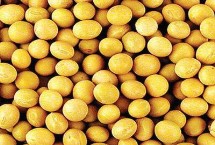黑農(nóng)554大豆栽培技術(shù)要點(diǎn)，在適應(yīng)區(qū)5月中旬播種