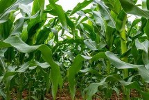 TD1188玉米栽培技術(shù)要點，中抗莖腐病