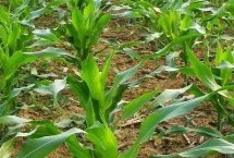 迪卡288玉米栽培技術(shù)要點，適宜播種期4月下旬至5月上旬