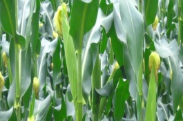 萬(wàn)糯6號(hào)玉米栽培技術(shù)要點(diǎn)，春植生育期82~83天