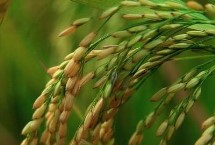 荃優(yōu)2388水稻栽培技術(shù)要點(diǎn)，晚造全生育期116～118天