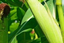 華甜玉7號(hào)玉米栽培技術(shù)要點(diǎn)，種植密度每畝5000株