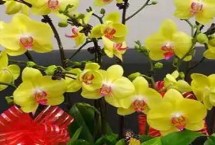 黃蝴蝶蘭的花語，寓意活潑可愛、飛向幸福等
