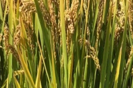 荃優(yōu)華占水稻栽培技術(shù)要點，鄂北4月下旬播種