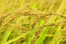贛寧粳3號水稻栽培技術(shù)要點，栽插密度畝插1.8-2萬穴