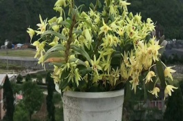 石斛盆栽注意事項(xiàng)，在10月降溫后要控制好澆水量