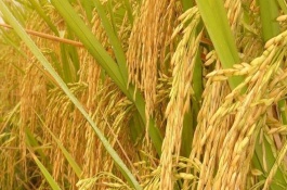 華豐稻2號水稻栽培技術(shù)要點，每畝栽1.8萬穴以上