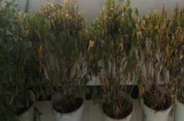 植物防凍劑怎么挑選，需要根據(jù)不同狀況作出相應(yīng)的措施