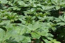 種植重樓的誤區(qū)，浸種后拌上草木灰再播種
