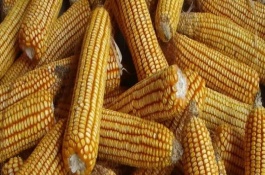嘉農(nóng)18玉米栽培技術(shù)要點，大喇叭口期防治玉米螟