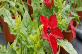 煙草花的生長(zhǎng)習(xí)性，在傍晚六點(diǎn)開(kāi)花