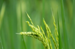 晶兩優(yōu)534水稻栽培技術(shù)要點(diǎn)，插植密度20厘米×20厘米