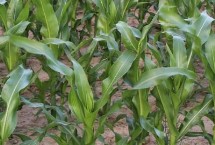 開玉6號(hào)玉米栽培技術(shù)要點(diǎn)，普通組平均生育期102.9天