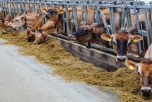 喂牛最佳飼料配方，配制原料主要包括玉米、豆粕和麥麩